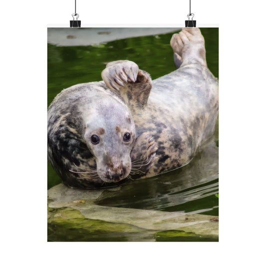 Funny Harbor Seal Poster, Playful Marine Life Wall Art, Cute Animal Zen Decor, Quirky Wildlife Photography, Archival Matte Print Wall Art