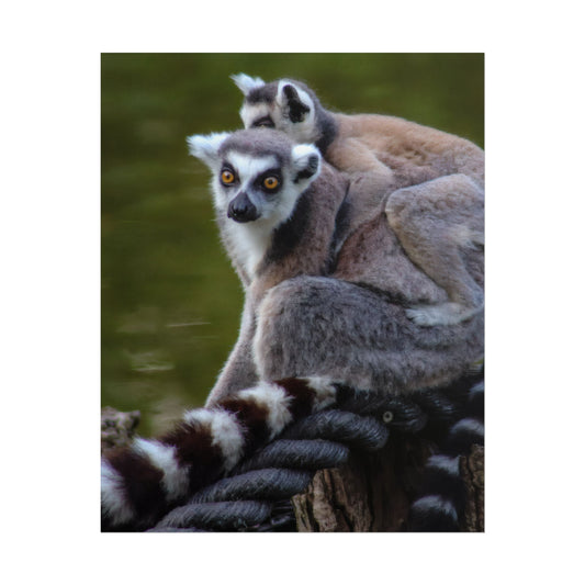 Lemur Family Sunset Poster, Ring-Tailed Lemur Nature Art, Majestic Wildlife Photography Print, Exotic Animal Decor, Jungle Nursery Wall Art