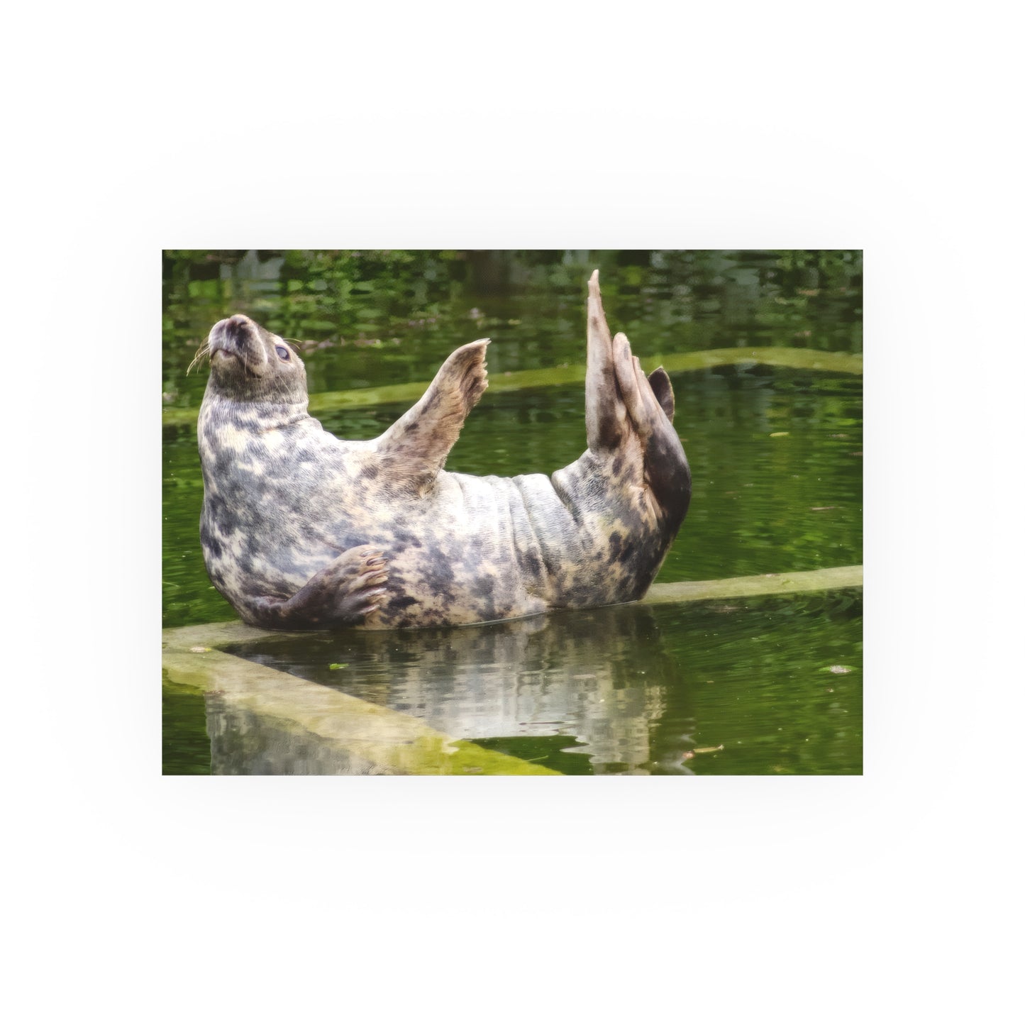 Funny Harbor Seal Poster, Playful Marine Life Wall Art, Cute Animal Zen Decor, Quirky Wildlife Photography
