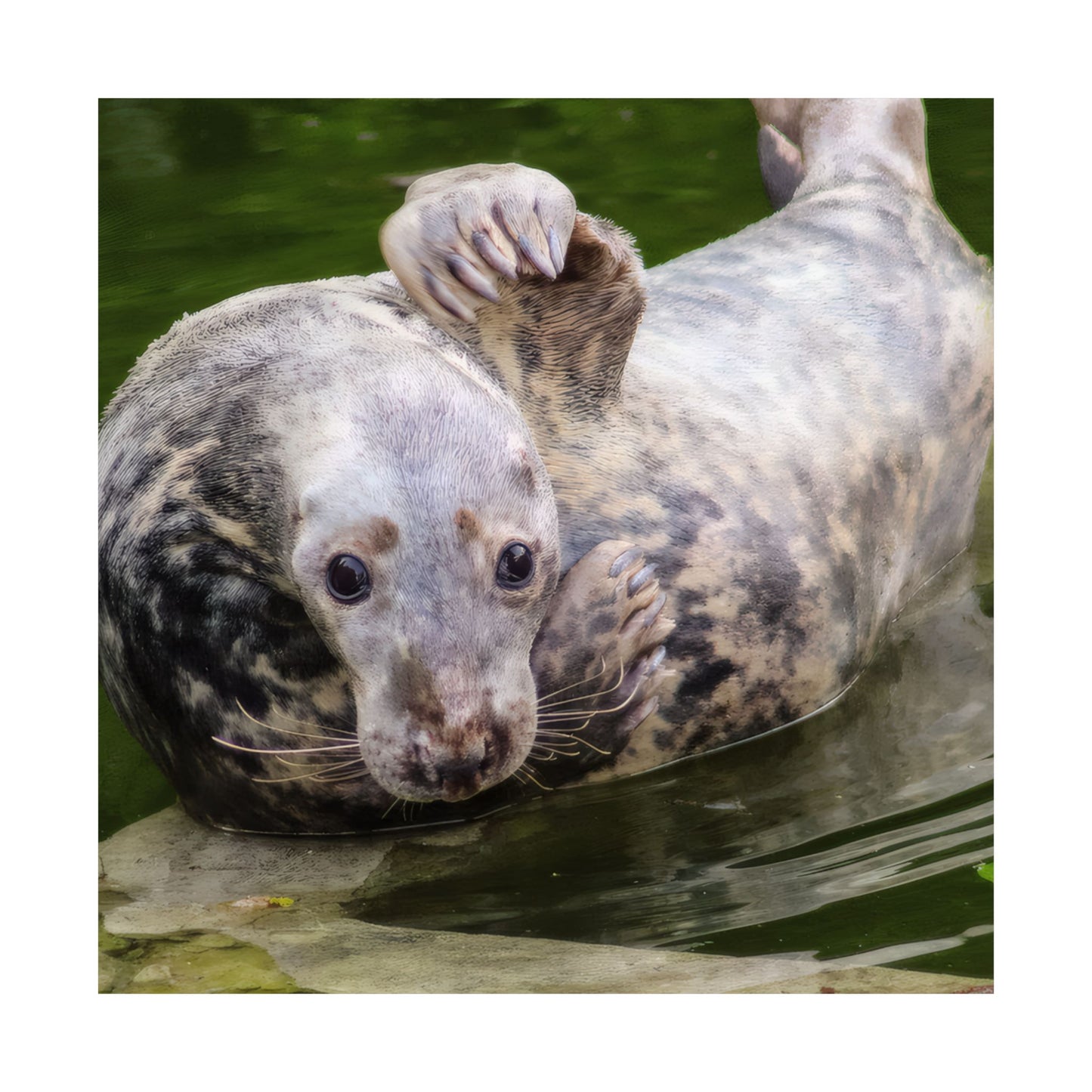Funny Harbor Seal Poster, Playful Marine Life Wall Art, Cute Animal Zen Decor, Quirky Wildlife Photography, Archival Matte Print Wall Art