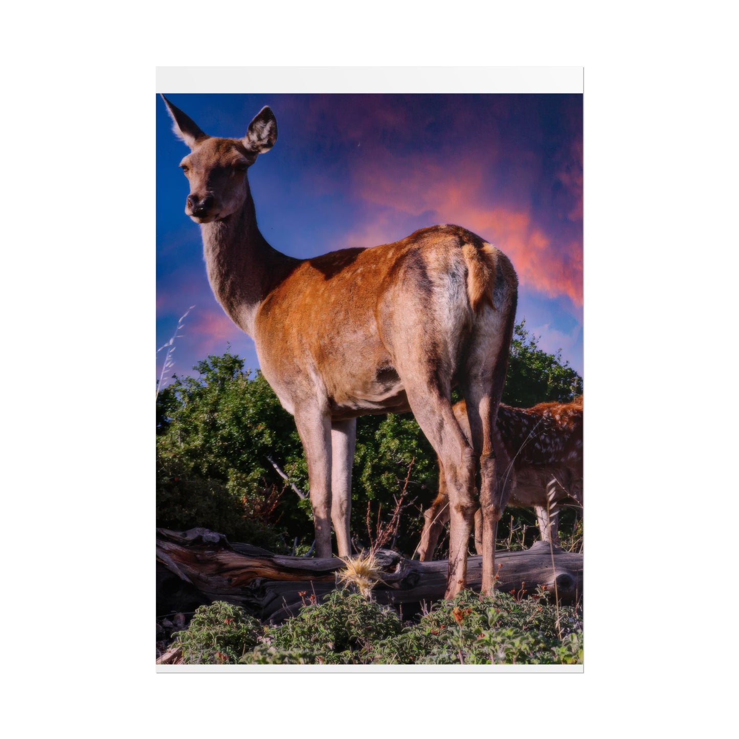 Majestic Deer Sunset Poster, Wild Doe and Fawn Nature Art, Purple Sky Wildlife Photography, Aesthetic Forest Wall Decor