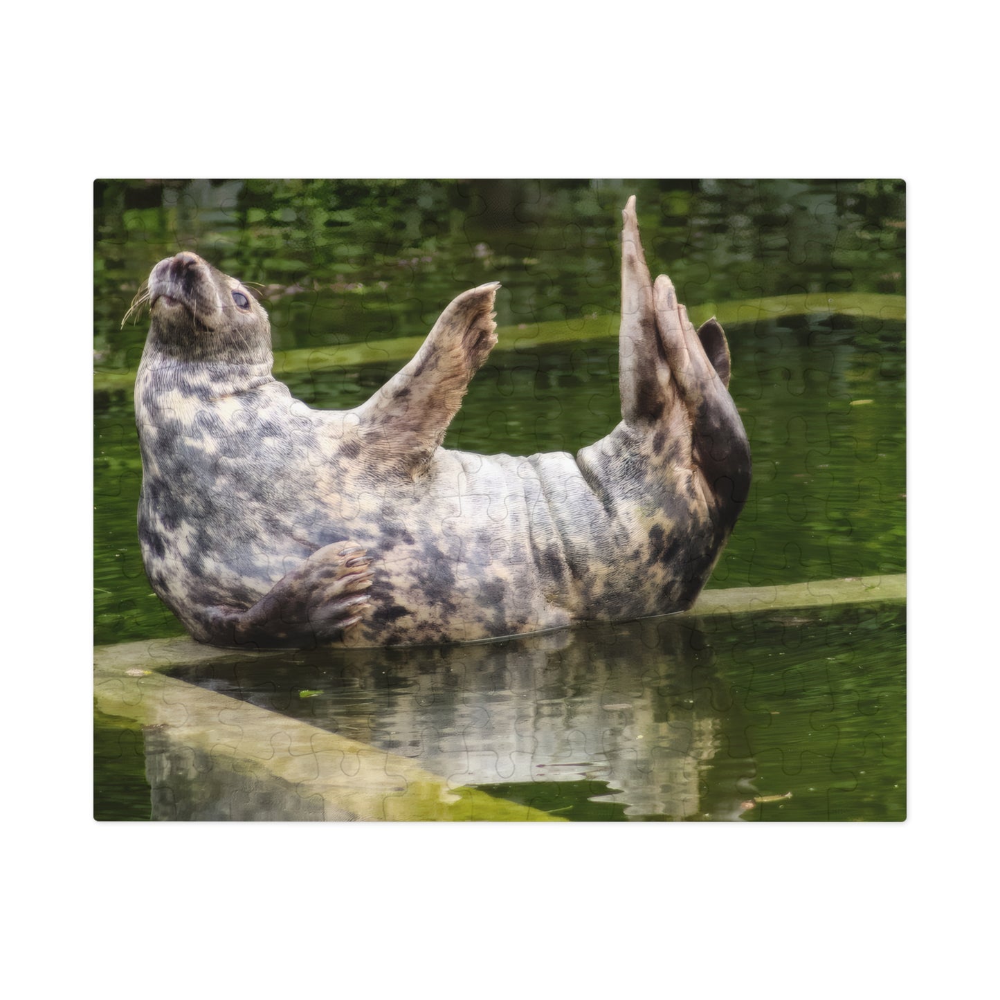 Funny Seal Yoga Jigsaw Puzzle in Tin Box, Relaxed Harbor Seal Game, Cute Marine Life Gift, Quirky Wildlife Puzzle