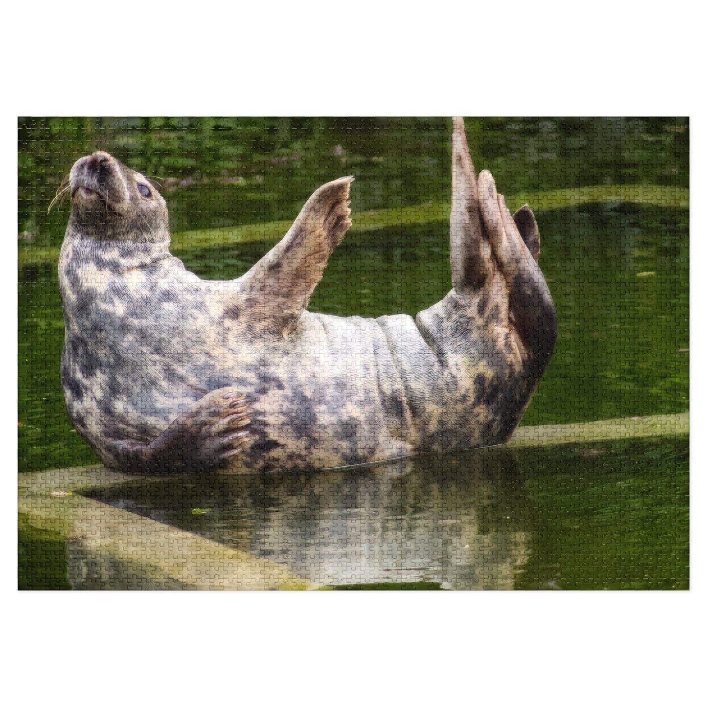Funny Seal Yoga Jigsaw Puzzle in Tin Box, Relaxed Harbor Seal Game, Cute Marine Life Gift, Quirky Wildlife Puzzle
