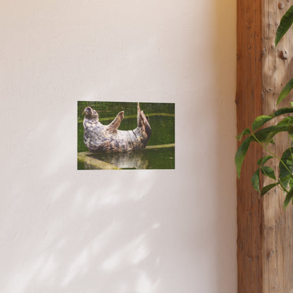 Funny Harbor Seal Poster, Playful Marine Life Wall Art, Cute Animal Zen Decor, Quirky Wildlife Photography