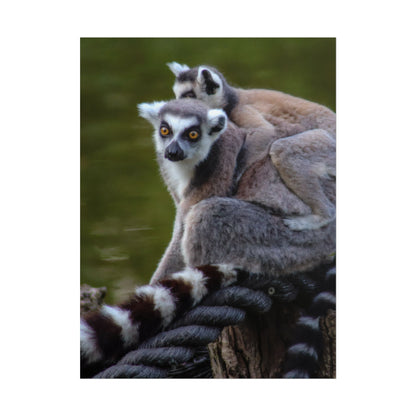 Lemur Family Sunset Poster, Ring-Tailed Lemur Nature Art, Majestic Wildlife Photography Print, Exotic Animal Decor, Jungle Nursery Wall Art