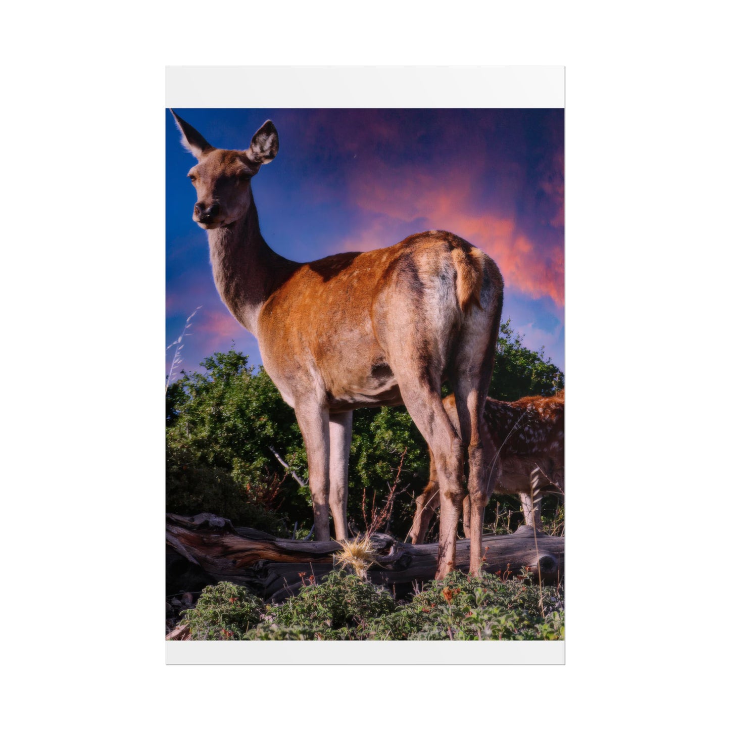 Majestic Deer Sunset Poster, Wild Doe and Fawn Nature Art, Purple Sky Wildlife Photography, Aesthetic Forest Wall Decor