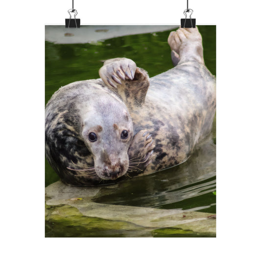 Funny Harbor Seal Poster, Playful Marine Life Wall Art, Cute Animal Zen Decor, Quirky Wildlife Photography, Archival Matte Print Wall Art