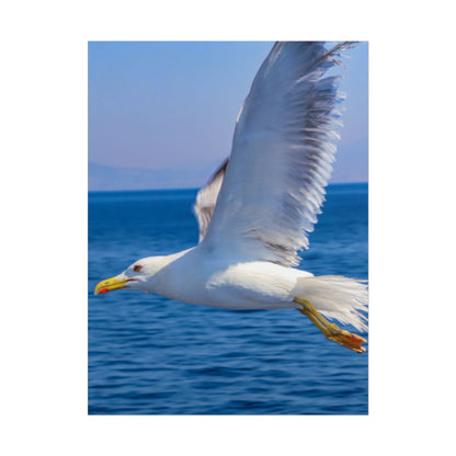 Seagull in Flight Poster, Ocean Blue Sea Wall Art, Coastal Bird Photography Print, Mediterranean Nautical Decor, Minimalist Beach House Art