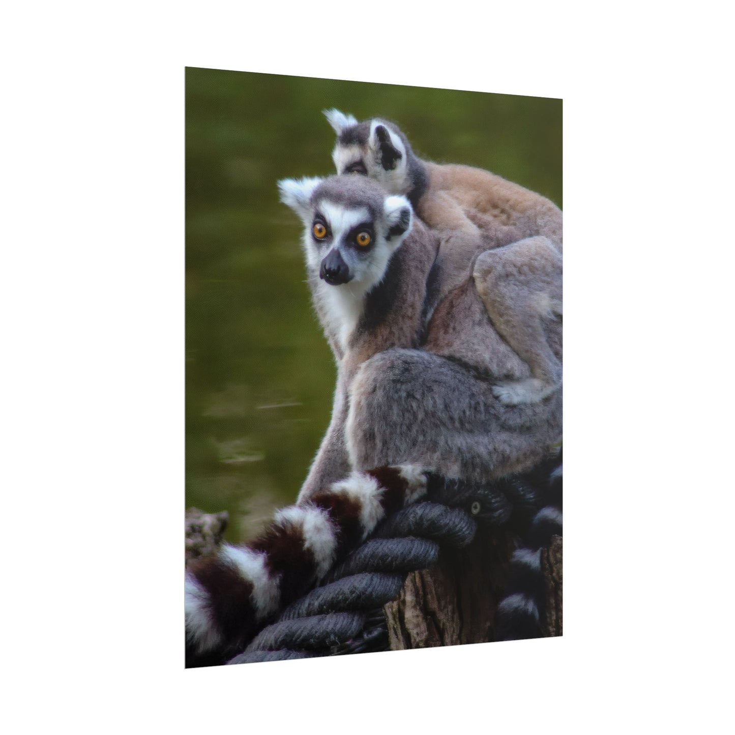 Lemur Family Sunset Poster, Ring-Tailed Lemur Nature Art, Majestic Wildlife Photography Print, Exotic Animal Decor, Jungle Nursery Wall Art