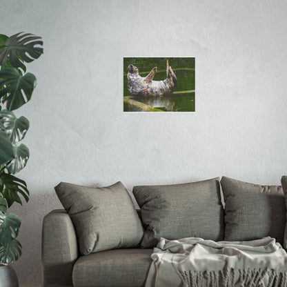 Funny Harbor Seal Poster, Playful Marine Life Wall Art, Cute Animal Zen Decor, Quirky Wildlife Photography