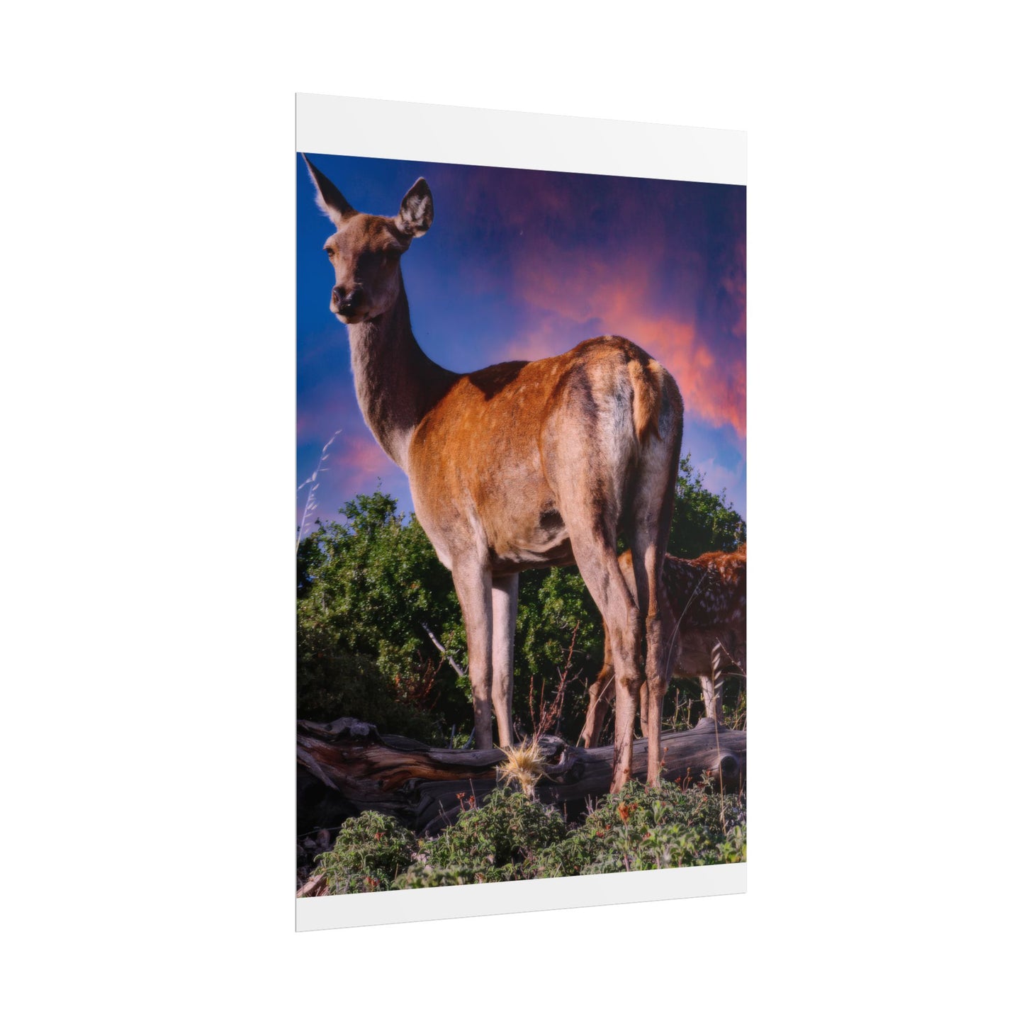 Majestic Deer Sunset Poster, Wild Doe and Fawn Nature Art, Purple Sky Wildlife Photography, Aesthetic Forest Wall Decor