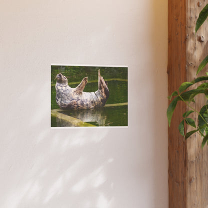 Funny Harbor Seal Poster, Playful Marine Life Wall Art, Cute Animal Zen Decor, Quirky Wildlife Photography