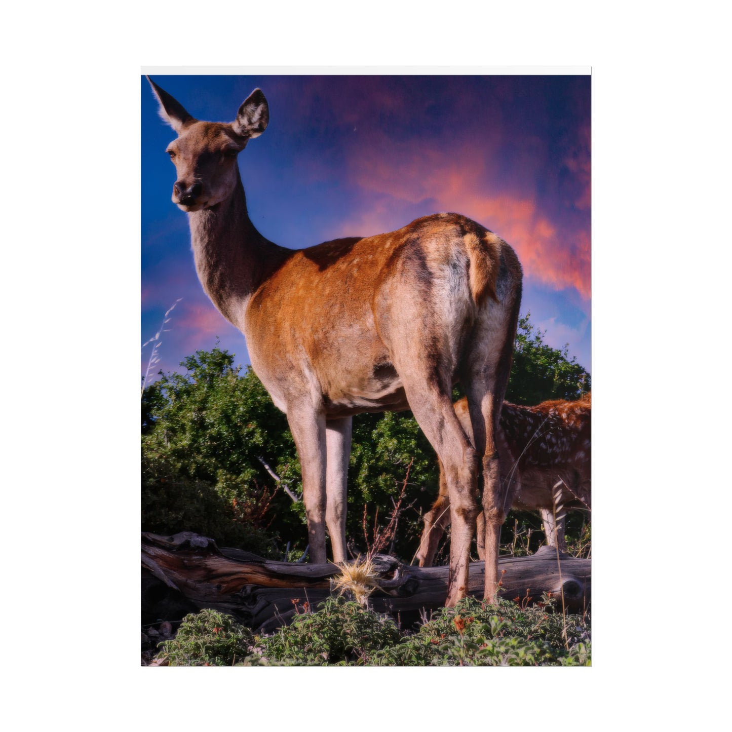 Majestic Deer Sunset Poster, Wild Doe and Fawn Nature Art, Purple Sky Wildlife Photography, Aesthetic Forest Wall Decor