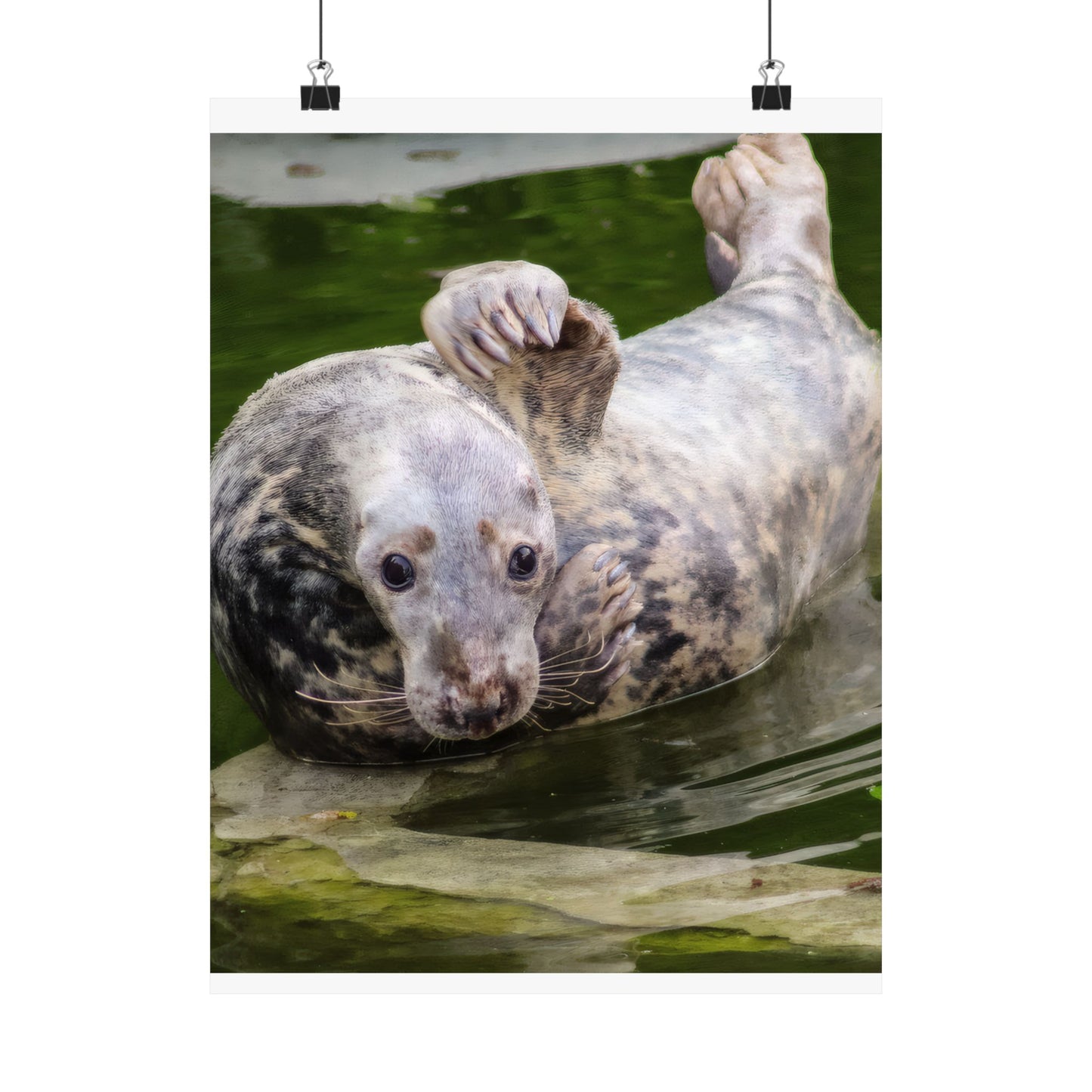 Funny Harbor Seal Poster, Playful Marine Life Wall Art, Cute Animal Zen Decor, Quirky Wildlife Photography, Archival Matte Print Wall Art