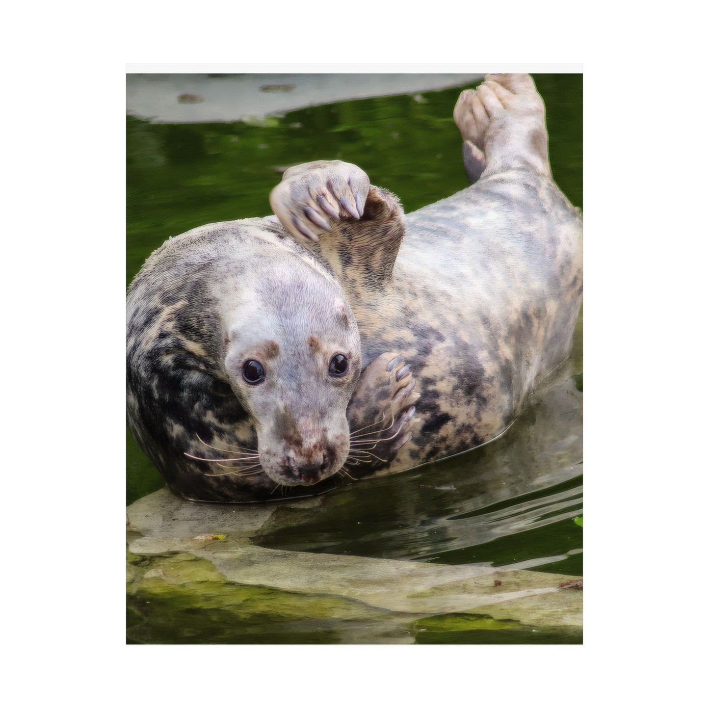Funny Harbor Seal Poster, Playful Marine Life Wall Art, Cute Animal Zen Decor, Quirky Wildlife Photography, Archival Matte Print Wall Art