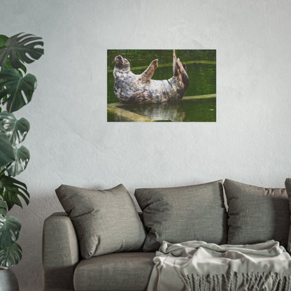 Funny Harbor Seal Poster, Playful Marine Life Wall Art, Cute Animal Zen Decor, Quirky Wildlife Photography