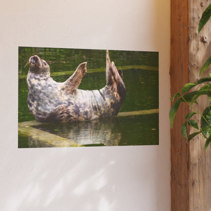 Funny Harbor Seal Poster, Playful Marine Life Wall Art, Cute Animal Zen Decor, Quirky Wildlife Photography