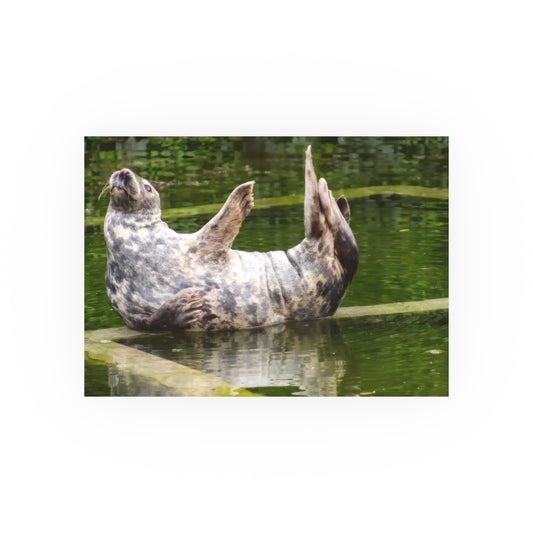 Funny Harbor Seal Poster, Playful Marine Life Wall Art, Cute Animal Zen Decor, Quirky Wildlife Photography