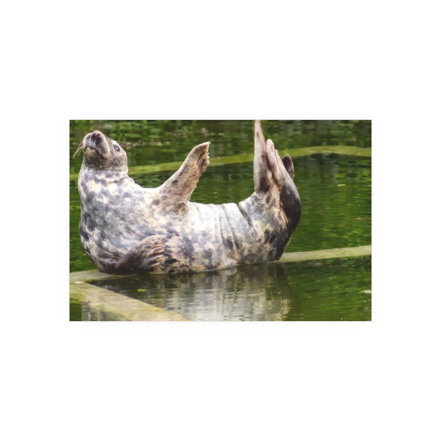 Funny Harbor Seal Poster — Playful Marine Life Wall Art