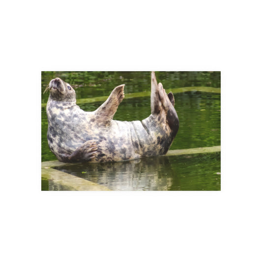 Funny Harbor Seal Poster — Playful Marine Life Wall Art