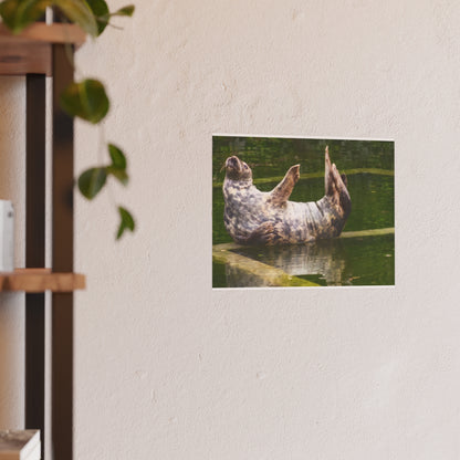 Funny Harbor Seal Poster, Playful Marine Life Wall Art, Cute Animal Zen Decor, Quirky Wildlife Photography