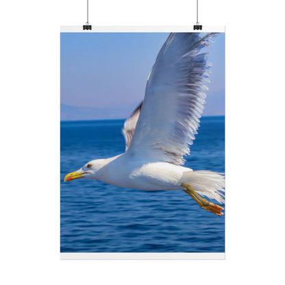 Seagull in Flight Poster, Ocean Blue Sea Wall Art, Coastal Bird Photography Print, Mediterranean Nautical Decor, Minimalist Beach House Art