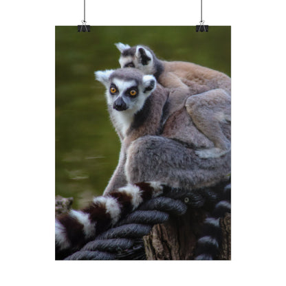 Lemur Family Sunset Poster, Ring-Tailed Lemur Nature Art, Majestic Wildlife Photography Print, Exotic Animal Decor, Jungle Nursery Wall Art