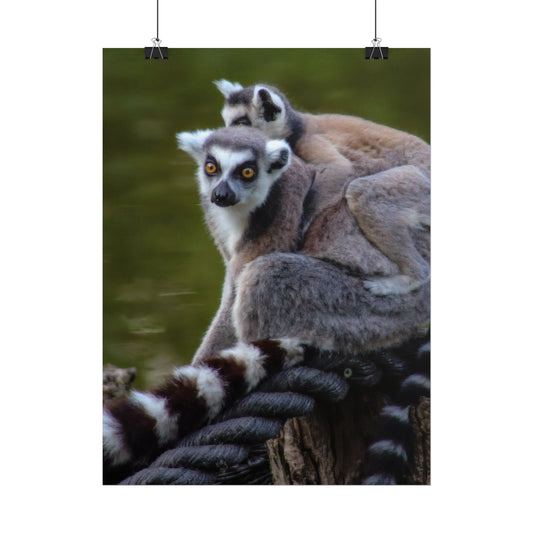 Lemur Family Sunset Poster, Ring-Tailed Lemur Nature Art, Majestic Wildlife Photography Print, Exotic Animal Decor, Jungle Nursery Wall Art