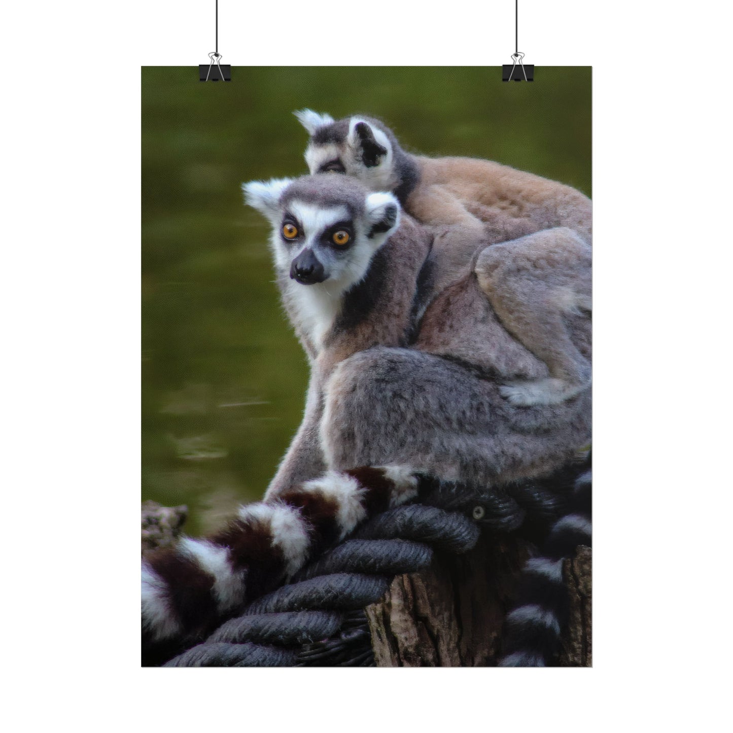 Lemur Family Sunset Poster, Ring-Tailed Lemur Nature Art, Majestic Wildlife Photography Print, Exotic Animal Decor, Jungle Nursery Wall Art
