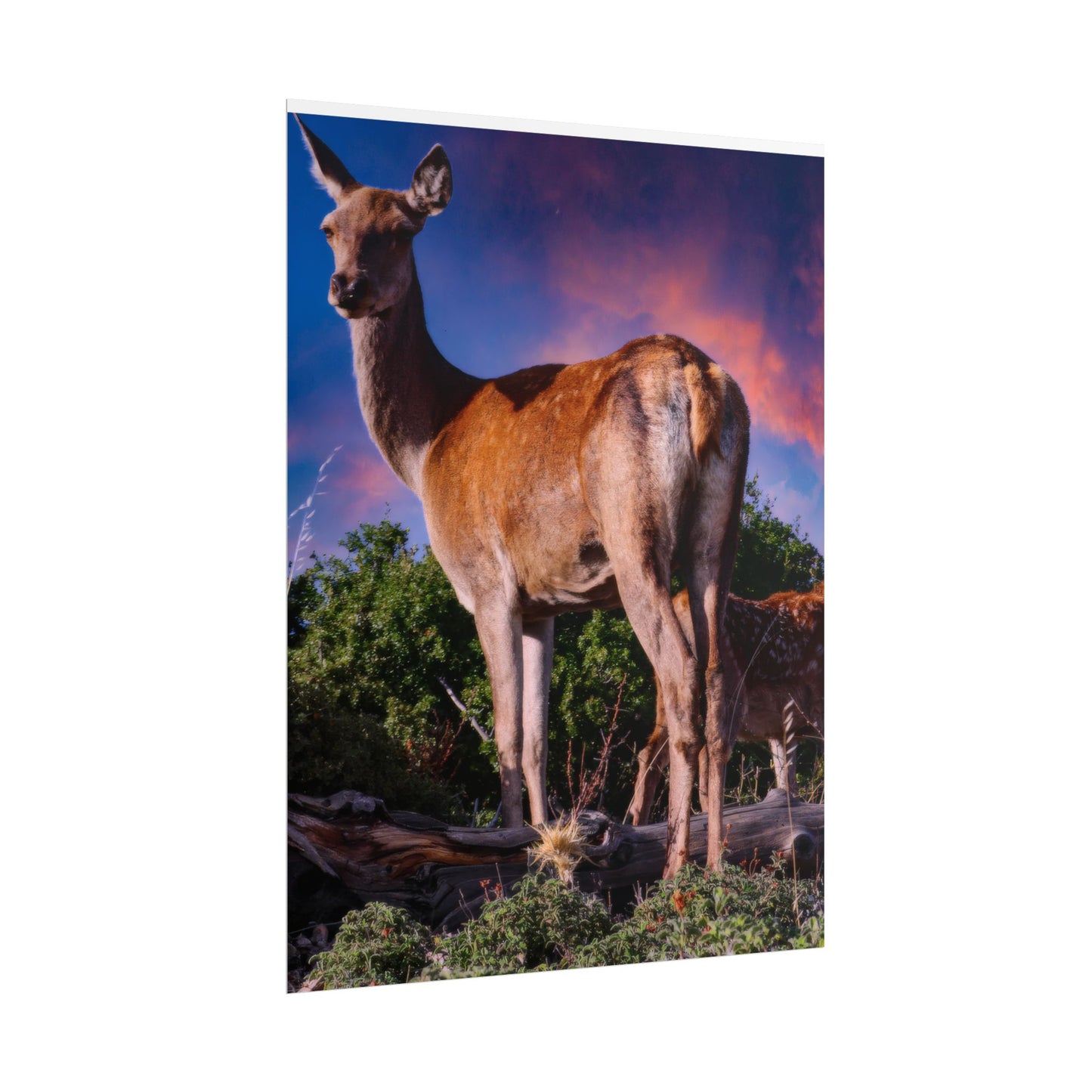 Majestic Deer Sunset Poster, Wild Doe and Fawn Nature Art, Purple Sky Wildlife Photography, Aesthetic Forest Wall Decor