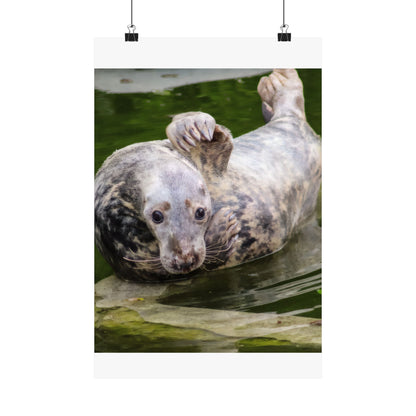 Funny Harbor Seal Poster, Playful Marine Life Wall Art, Cute Animal Zen Decor, Quirky Wildlife Photography, Archival Matte Print Wall Art