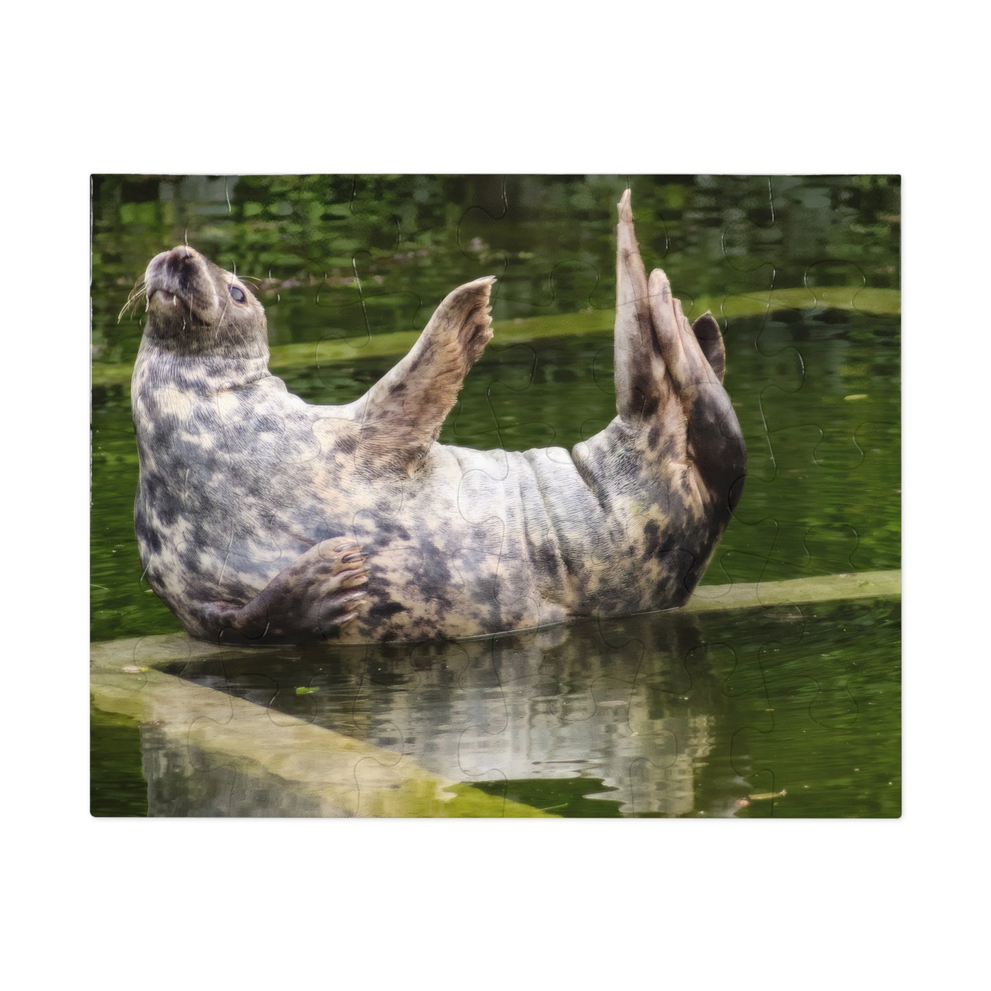 Funny Seal Yoga Jigsaw Puzzle in Tin Box, Relaxed Harbor Seal Game, Cute Marine Life Gift, Quirky Wildlife Puzzle