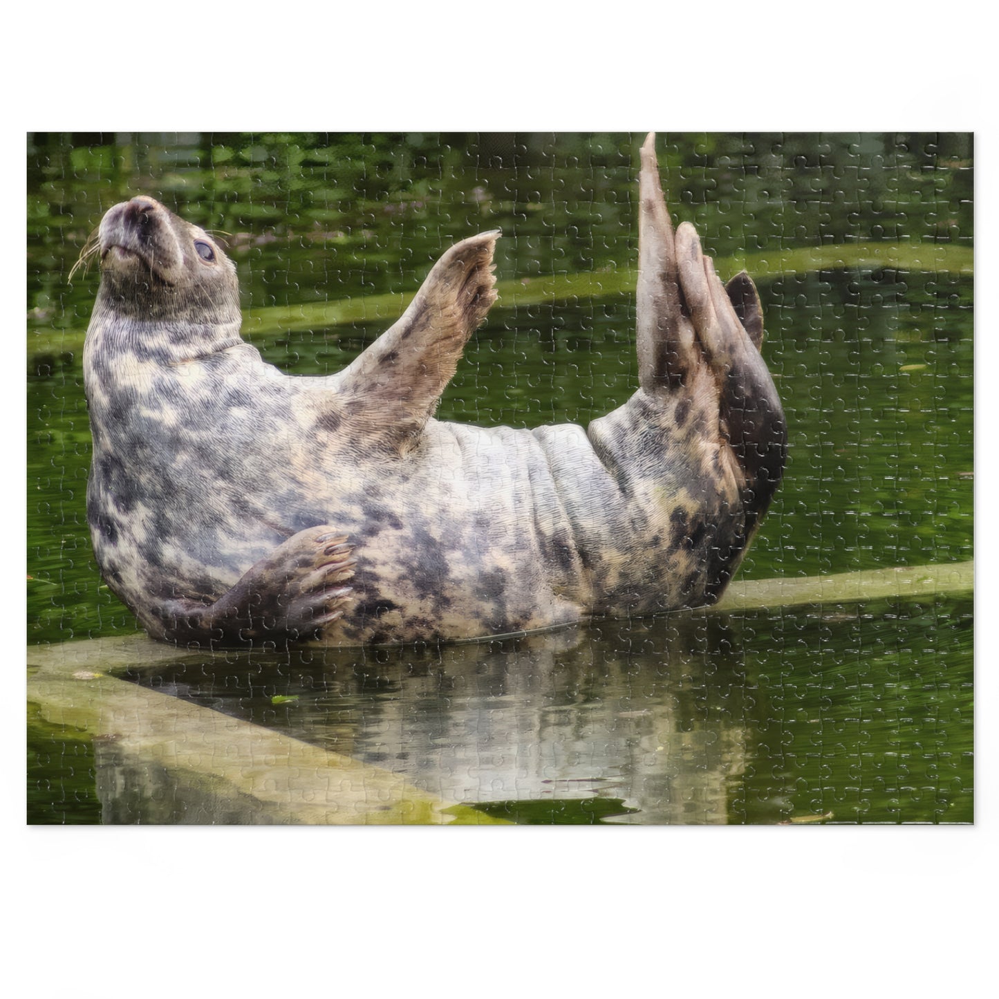 Funny Seal Yoga Jigsaw Puzzle in Tin Box, Relaxed Harbor Seal Game, Cute Marine Life Gift, Quirky Wildlife Puzzle