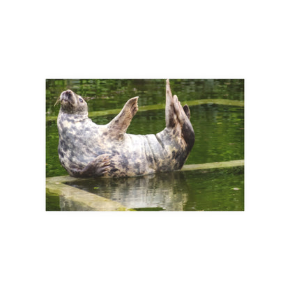 Funny Harbor Seal Poster, Playful Marine Life Wall Art, Cute Animal Zen Decor, Quirky Wildlife Photography