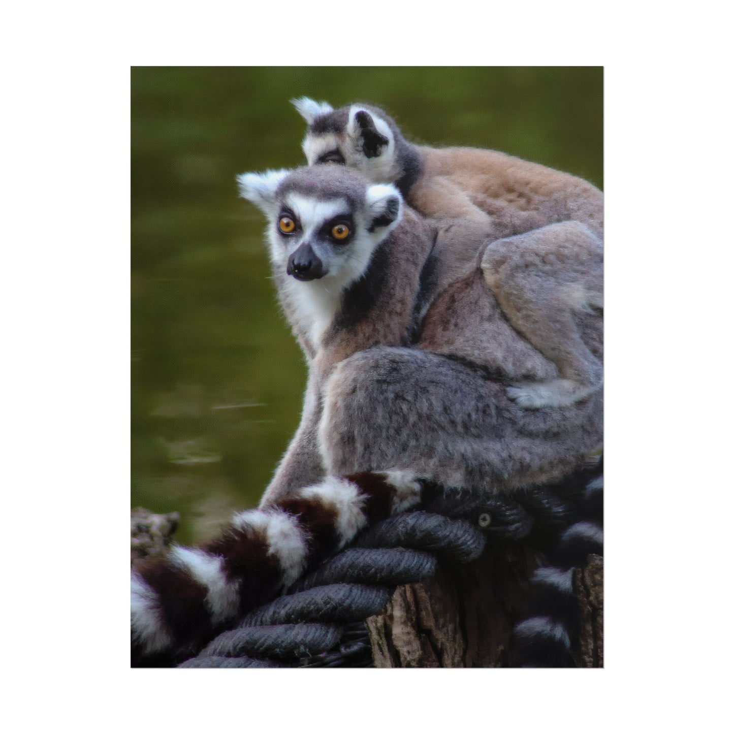 Lemur Family Sunset Poster, Ring-Tailed Lemur Nature Art, Majestic Wildlife Photography Print, Exotic Animal Decor, Jungle Nursery Wall Art