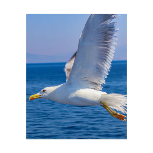 Seagull in Flight Poster, Ocean Blue Sea Wall Art, Coastal Bird Photography Print, Mediterranean Nautical Decor, Minimalist Beach House Art