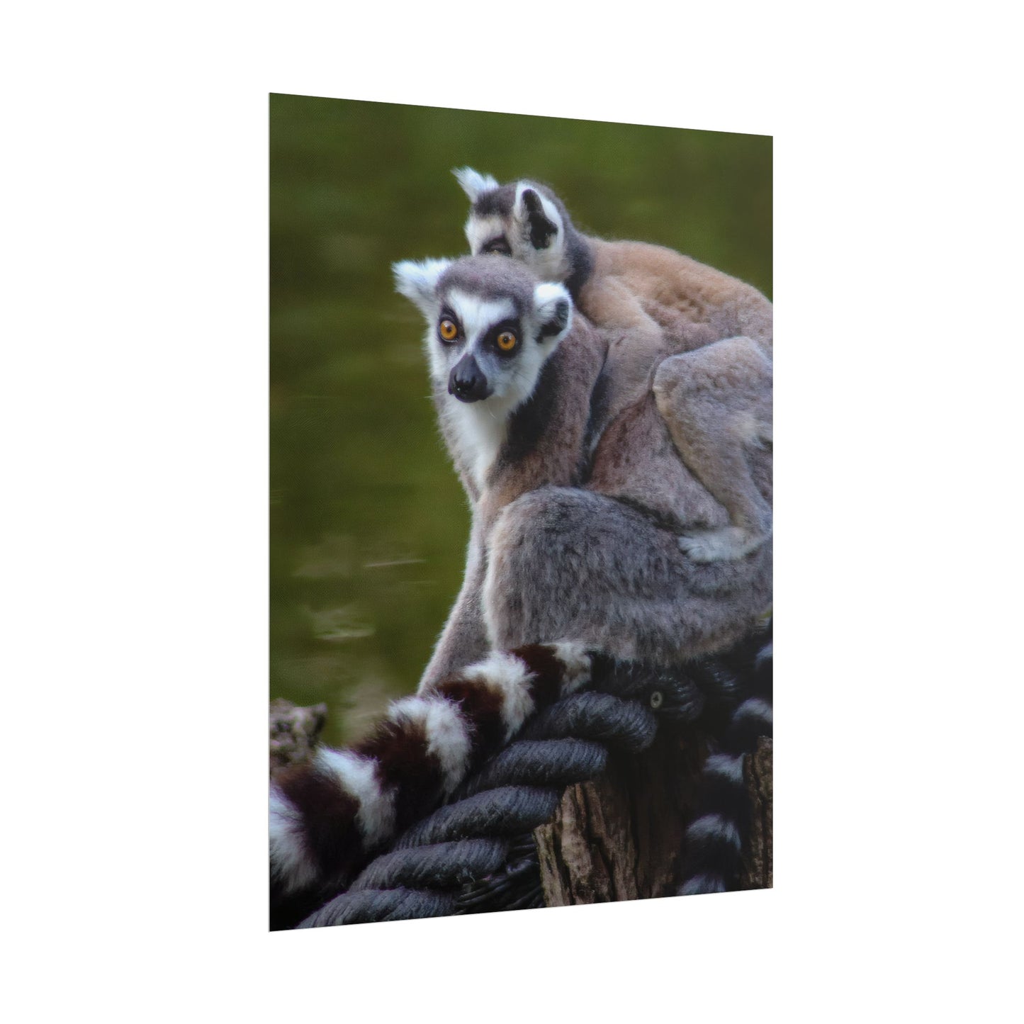 Lemur Family Sunset Poster, Ring-Tailed Lemur Nature Art, Majestic Wildlife Photography Print, Exotic Animal Decor, Jungle Nursery Wall Art