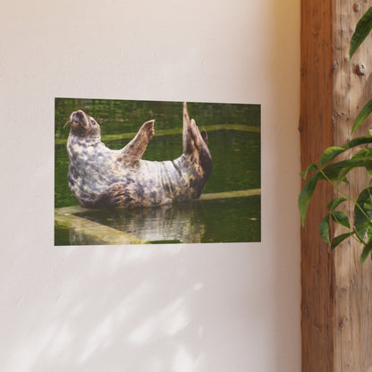 Funny Harbor Seal Poster, Playful Marine Life Wall Art, Cute Animal Zen Decor, Quirky Wildlife Photography