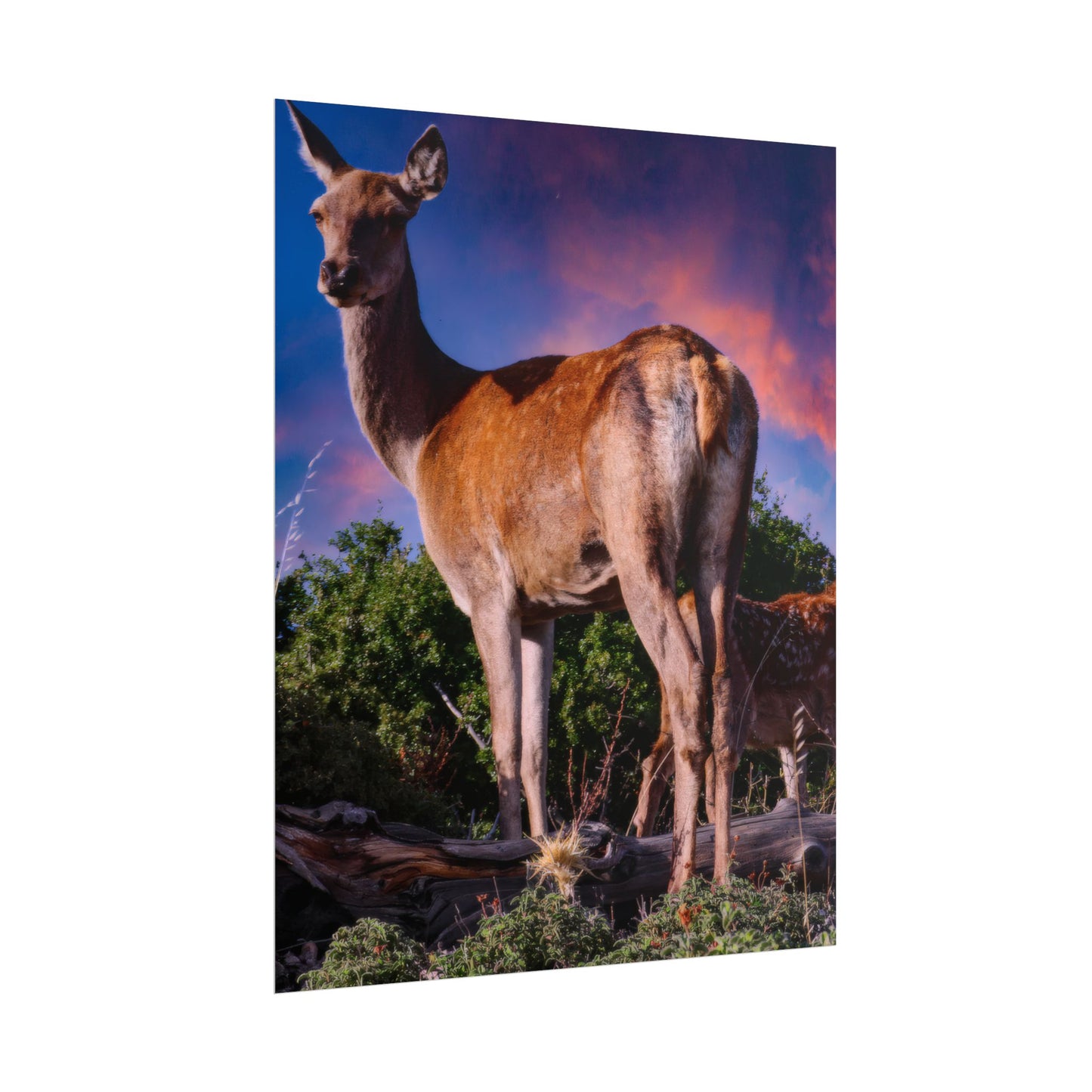 Majestic Deer Sunset Poster, Wild Doe and Fawn Nature Art, Purple Sky Wildlife Photography, Aesthetic Forest Wall Decor