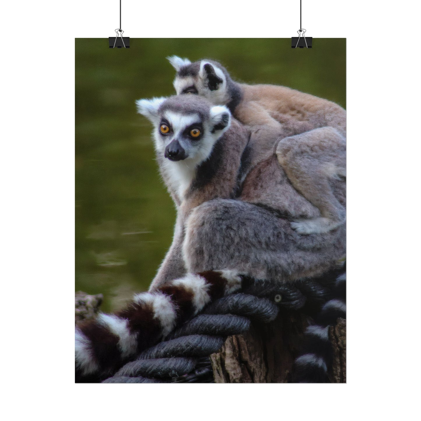 Lemur Family Sunset Poster, Ring-Tailed Lemur Nature Art, Majestic Wildlife Photography Print, Exotic Animal Decor, Jungle Nursery Wall Art
