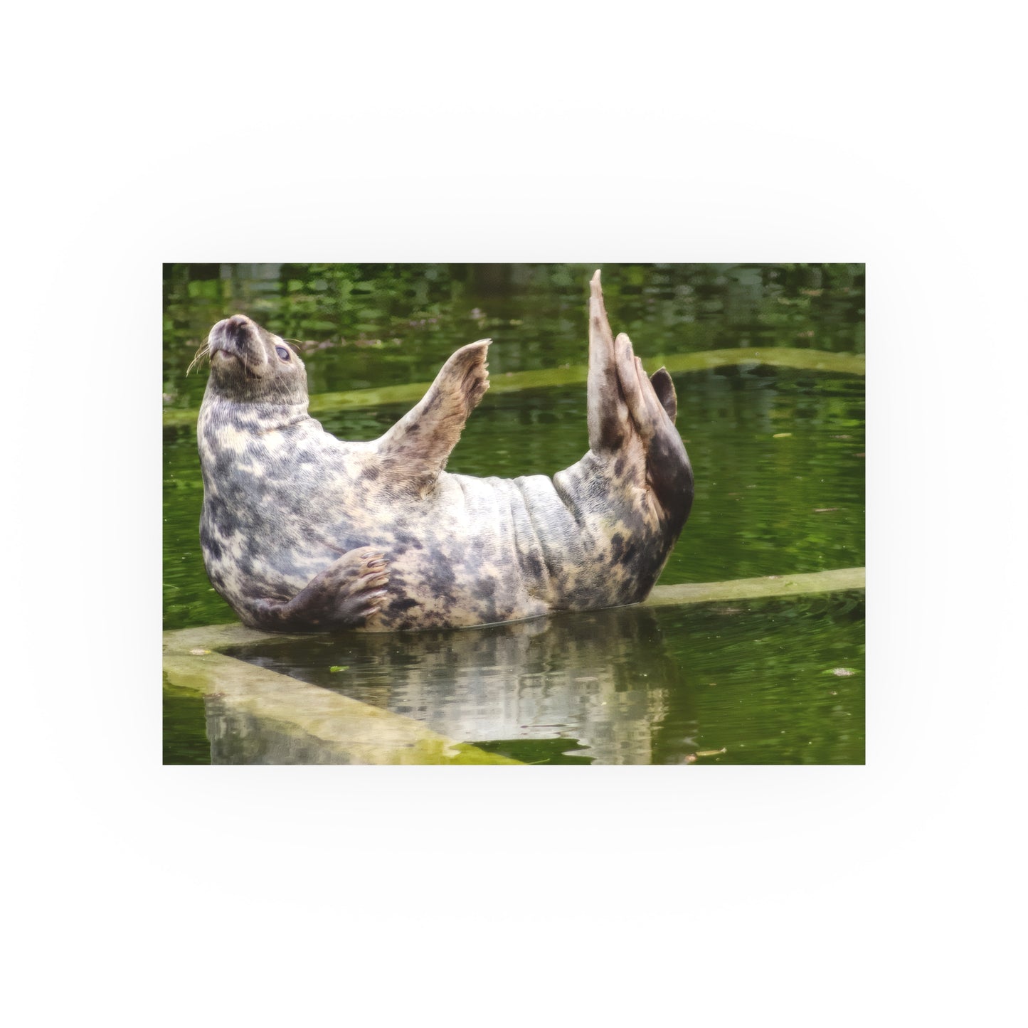 Funny Harbor Seal Poster, Playful Marine Life Wall Art, Cute Animal Zen Decor, Quirky Wildlife Photography